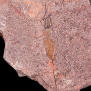 4.8" Ascocystitis Crinoid Stems Echinoderm Fossil Morality Plate Ordovician Age Stand