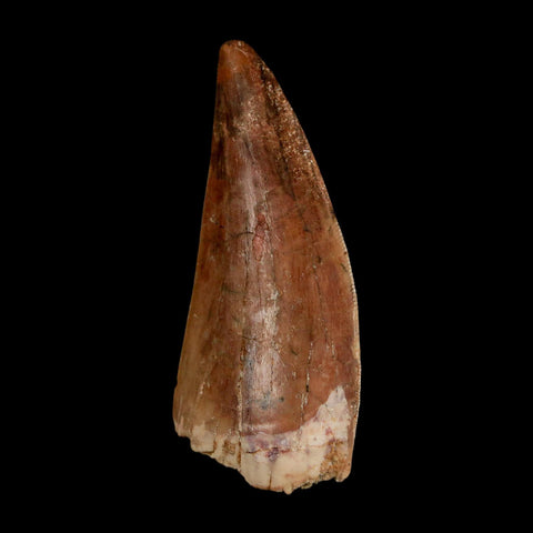 2.5" Carcharodontosaurus Serrated Fossil Tooth Cretaceous Theropod Dinosaur COA, Display - Fossil Age Minerals