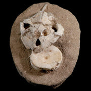 8.5" Turtle Skull Lytoloma Elegans And Shark Vertebrae Fossils In Matrix Cretaceous Stand