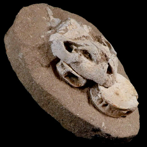 8.5" Turtle Skull Lytoloma Elegans And Shark Vertebrae Fossils In Matrix Cretaceous Stand - Fossil Age Minerals