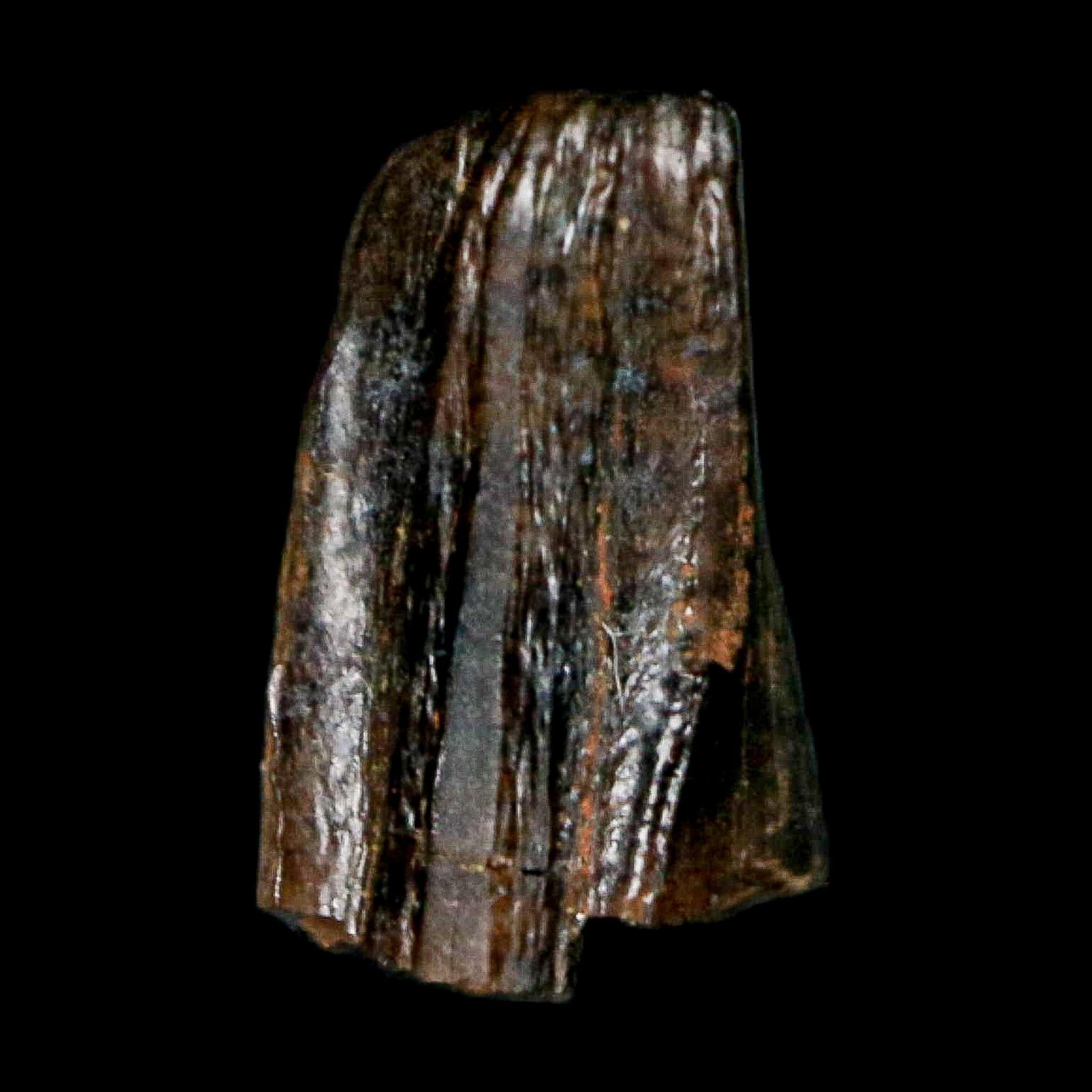 0.4" Tyrannosaur Fossil Premax Tooth Cretaceous Dinosaur Judith River FM MT COA - Fossil Age Minerals