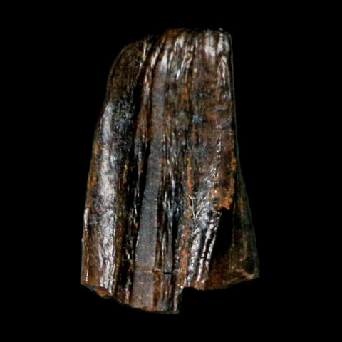 0.4" Tyrannosaur Fossil Premax Tooth Cretaceous Dinosaur Judith River FM MT COA