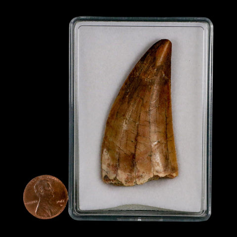 2.5" Carcharodontosaurus Serrated Fossil Tooth Cretaceous Theropod Dinosaur COA, Display - Fossil Age Minerals