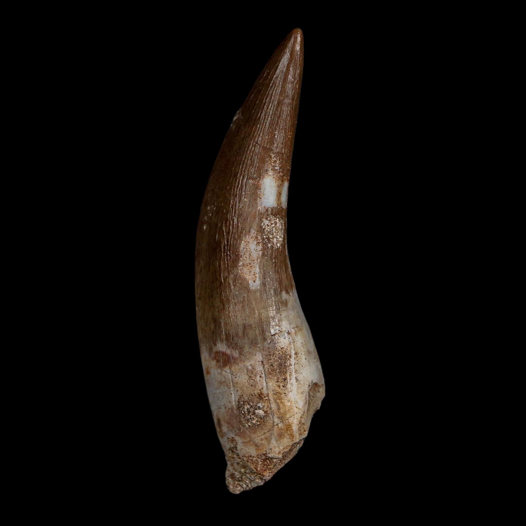 XL 2.3" Plesiosaur Zarafasaura Tooth Fossil Cretaceous Dinosaur Era COA, Stand