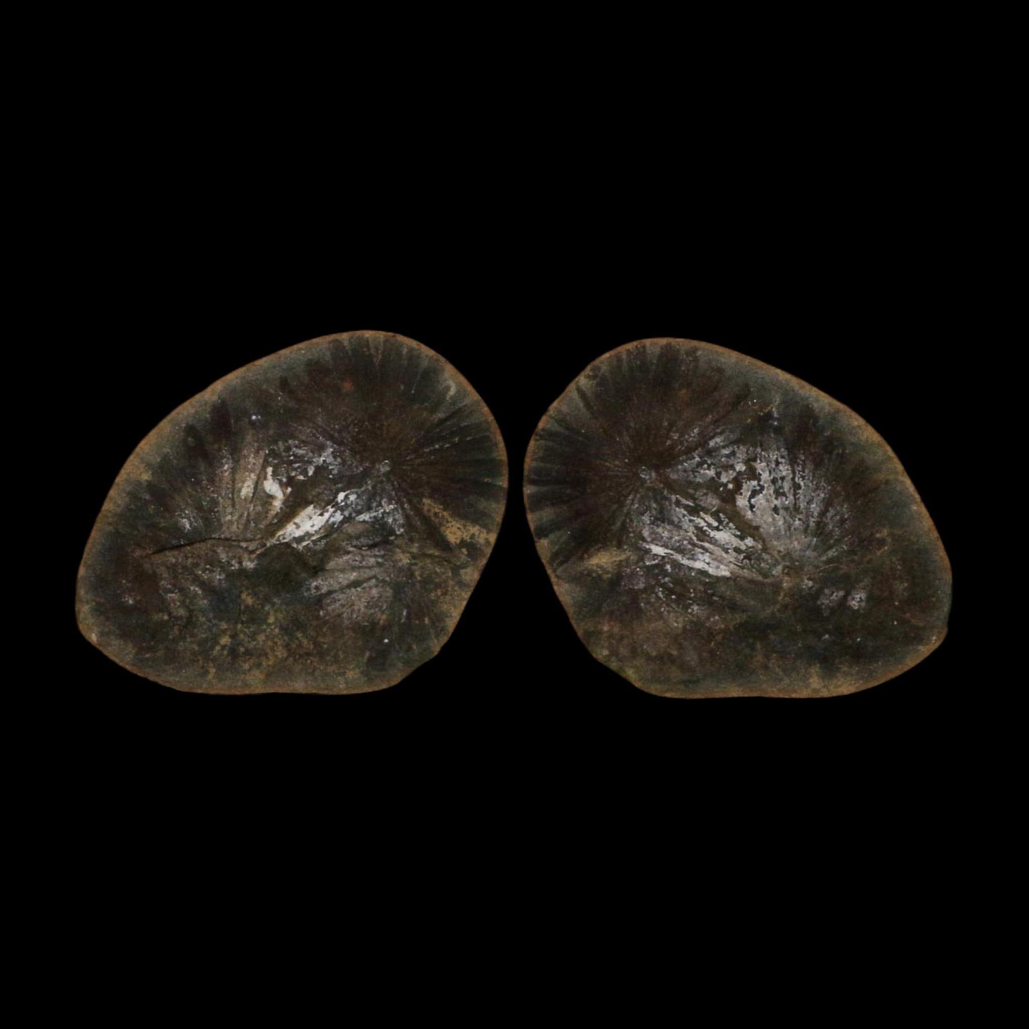 2.4" Annularia Fossil Leaves Mazon Creek Nodule Pennsylvanian Age Split-Pair - Fossil Age Minerals