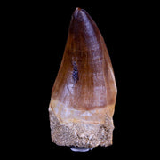 2.1" Mosasaur Prognathodon Fossil Tooth Cretaceous Dinosaur Era COA & Stand