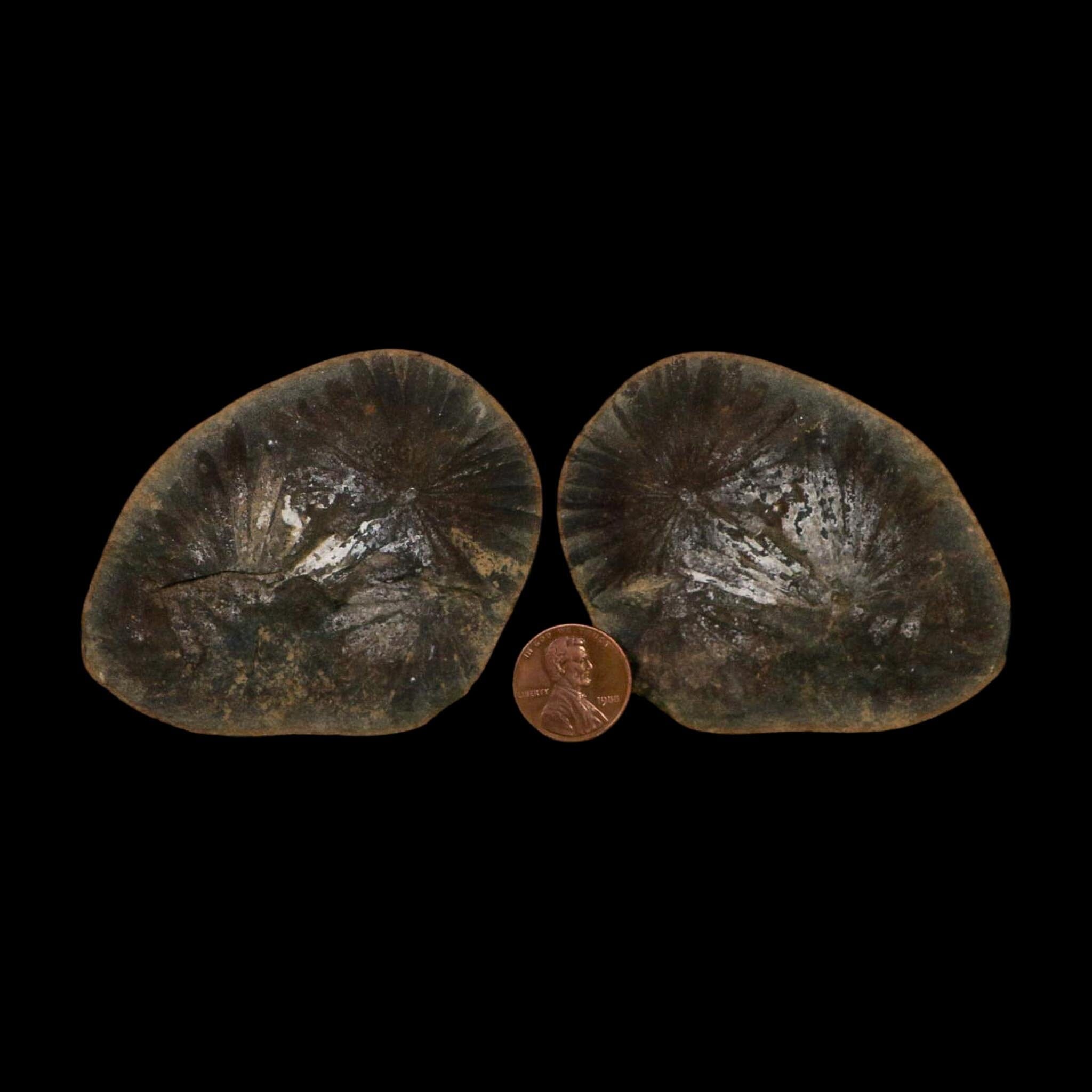 2.4" Annularia Fossil Leaves Mazon Creek Nodule Pennsylvanian Age Split-Pair - Fossil Age Minerals