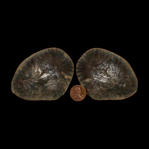 2.4" Annularia Fossil Leaves Mazon Creek Nodule Pennsylvanian Age Split-Pair