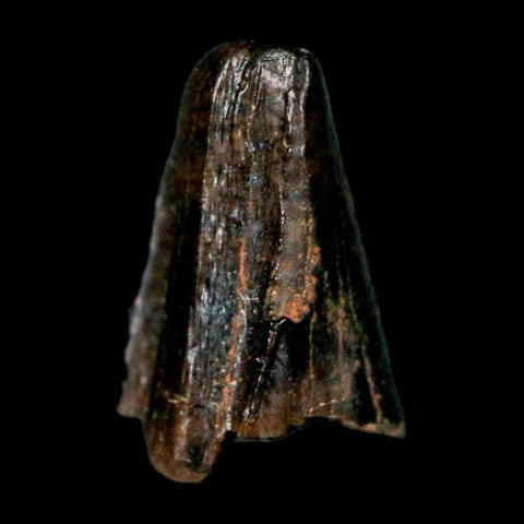 0.4" Tyrannosaur Fossil Premax Tooth Cretaceous Dinosaur Judith River FM MT COA