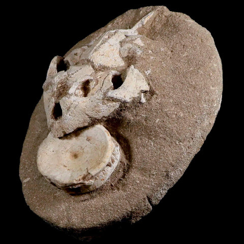 8.5" Turtle Skull Lytoloma Elegans And Shark Vertebrae Fossils In Matrix Cretaceous Stand - Fossil Age Minerals