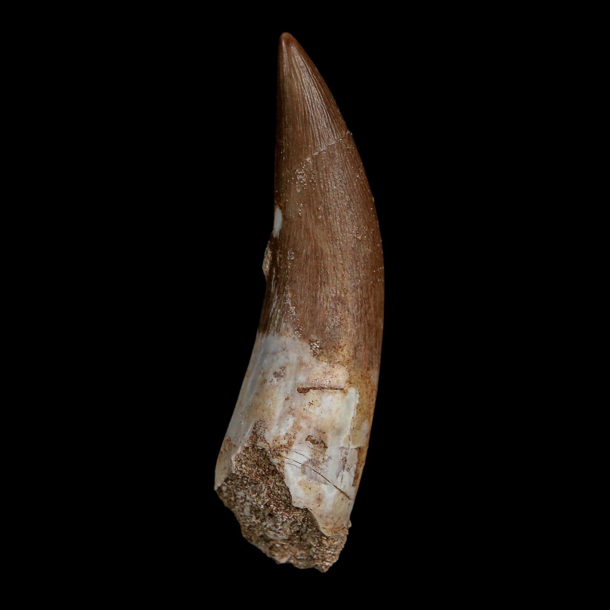 XL 2.3" Plesiosaur Zarafasaura Tooth Fossil Cretaceous Dinosaur Era COA, Stand