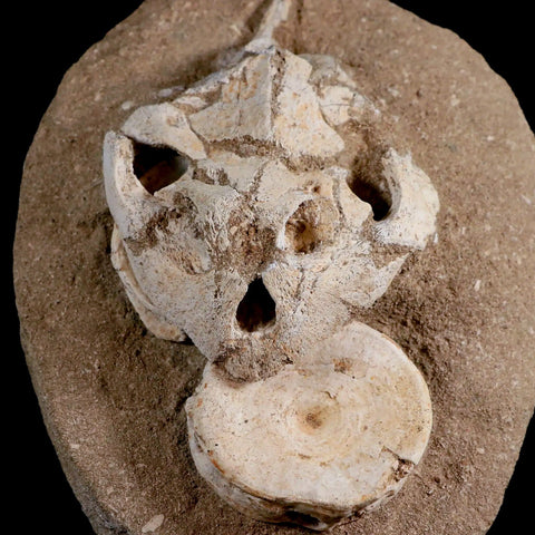 8.5" Turtle Skull Lytoloma Elegans And Shark Vertebrae Fossils In Matrix Cretaceous Stand - Fossil Age Minerals