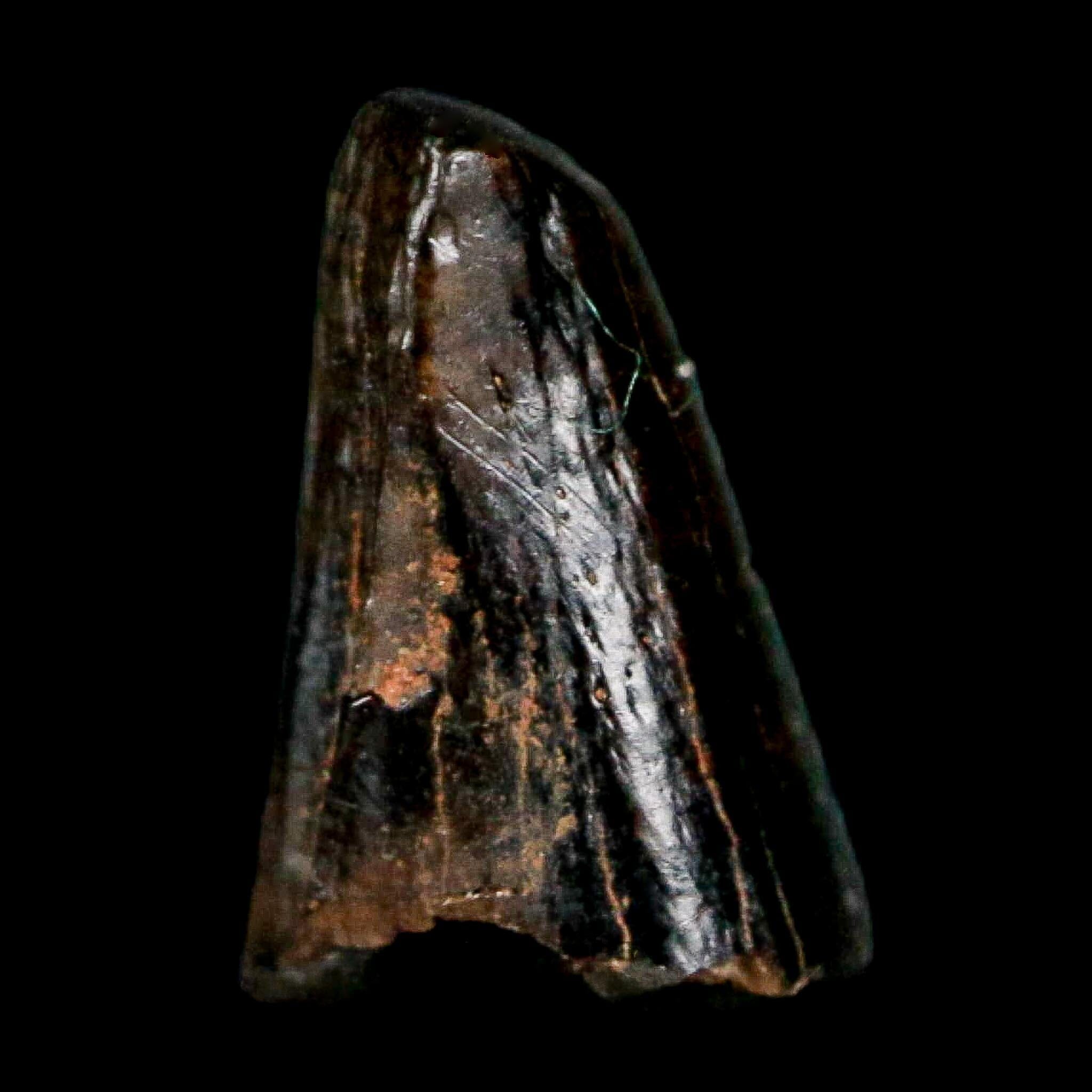 0.4" Tyrannosaur Fossil Premax Tooth Cretaceous Dinosaur Judith River FM MT COA - Fossil Age Minerals