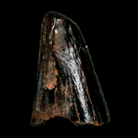 0.4" Tyrannosaur Fossil Premax Tooth Cretaceous Dinosaur Judith River FM MT COA