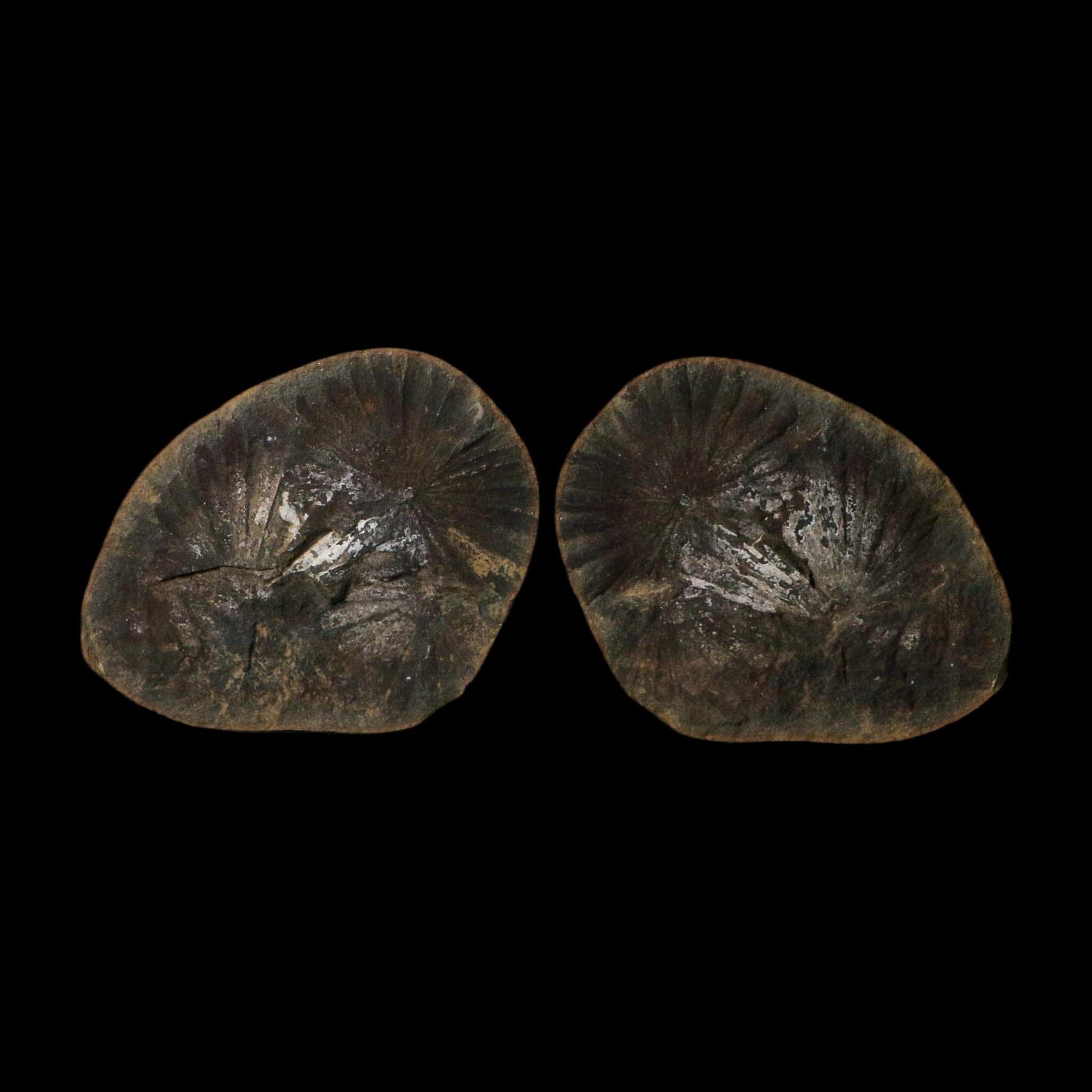 2.4" Annularia Fossil Leaves Mazon Creek Nodule Pennsylvanian Age Split-Pair - Fossil Age Minerals