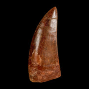 2.5" Carcharodontosaurus Serrated Fossil Tooth Cretaceous Theropod Dinosaur COA, Display