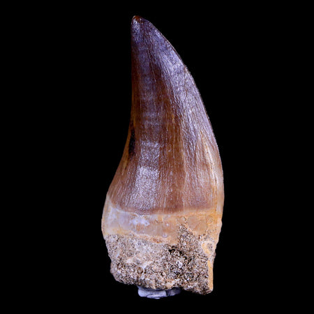 2.1" Mosasaur Prognathodon Fossil Tooth Cretaceous Dinosaur Era COA & Stand