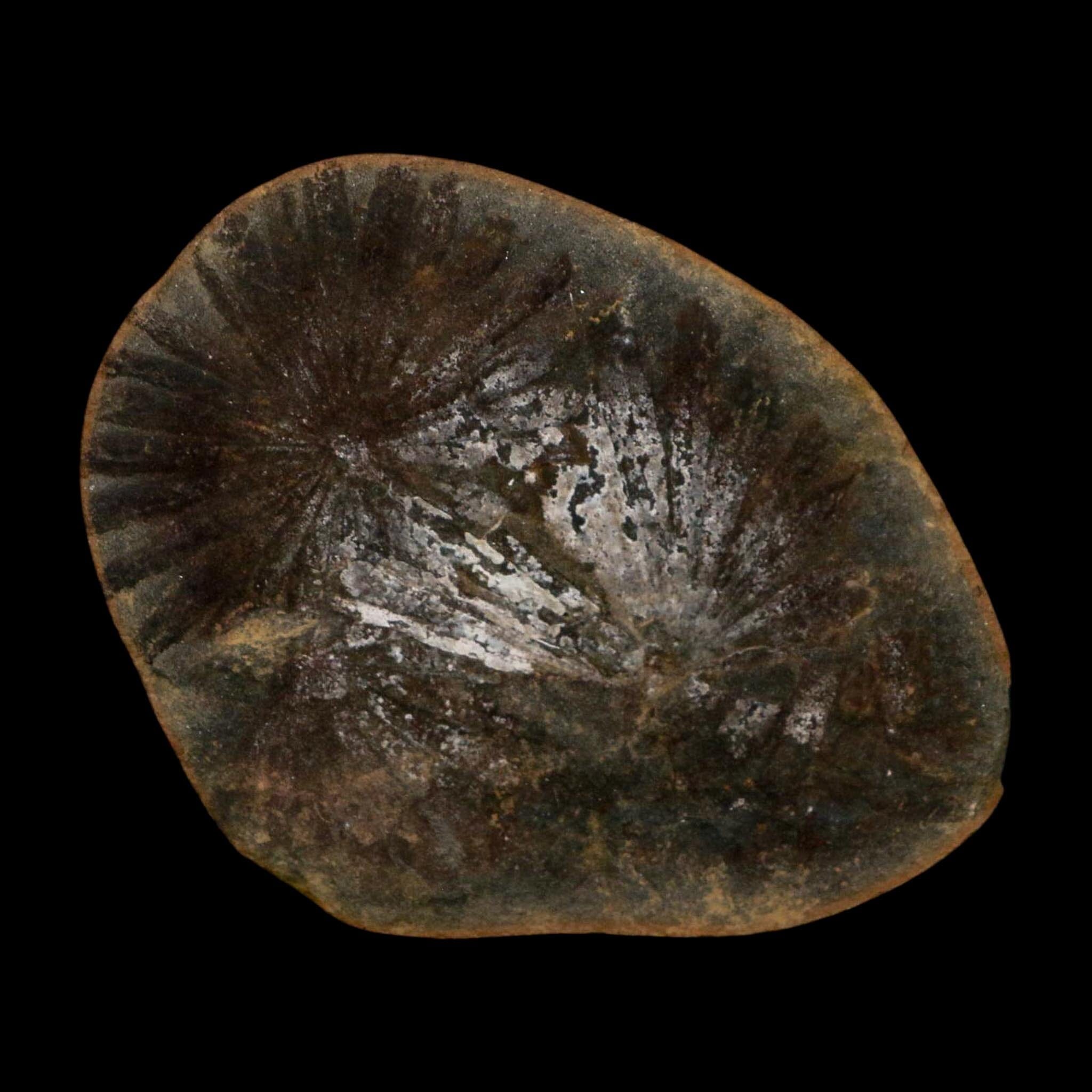 2.4" Annularia Fossil Leaves Mazon Creek Nodule Pennsylvanian Age Split-Pair - Fossil Age Minerals