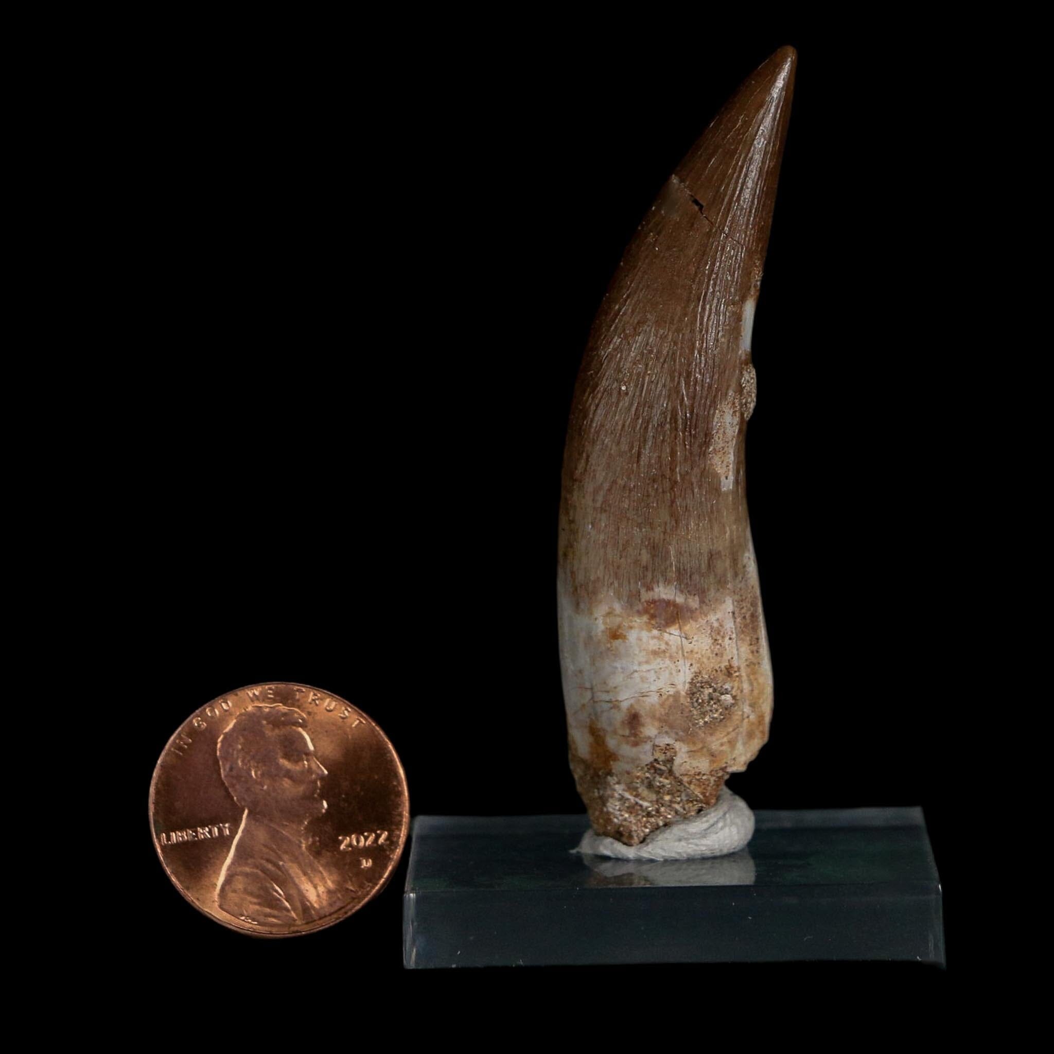 XL 2.3" Plesiosaur Zarafasaura Tooth Fossil Cretaceous Dinosaur Era COA, Stand