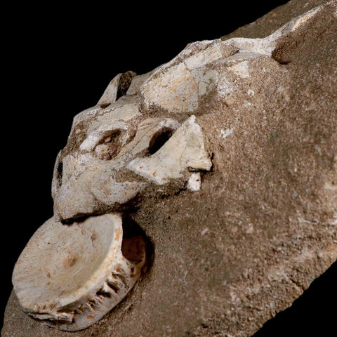 8.5" Turtle Skull Lytoloma Elegans And Shark Vertebrae Fossils In Matrix Cretaceous Stand - Fossil Age Minerals