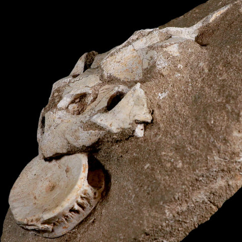 8.5" Turtle Skull Lytoloma Elegans And Shark Vertebrae Fossils In Matrix Cretaceous Stand - Fossil Age Minerals