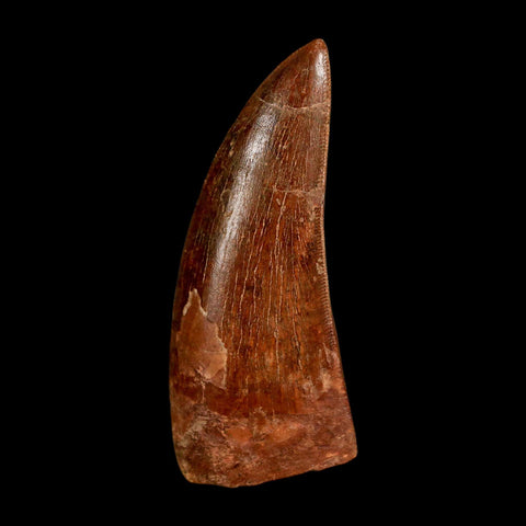 2.5" Carcharodontosaurus Serrated Fossil Tooth Cretaceous Theropod Dinosaur COA, Display - Fossil Age Minerals