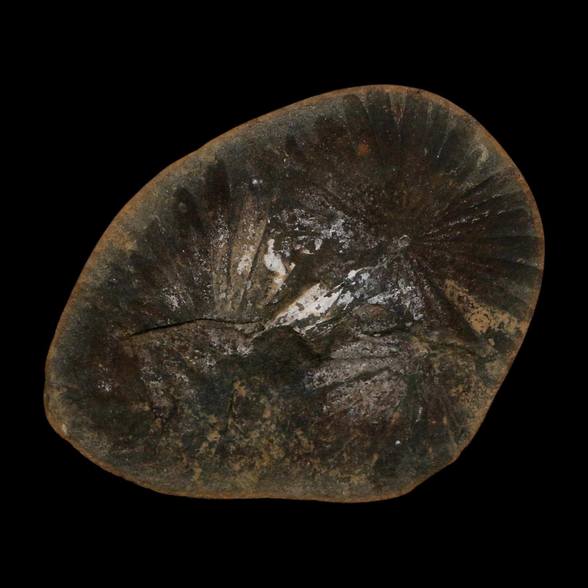 2.4" Annularia Fossil Leaves Mazon Creek Nodule Pennsylvanian Age Split-Pair - Fossil Age Minerals