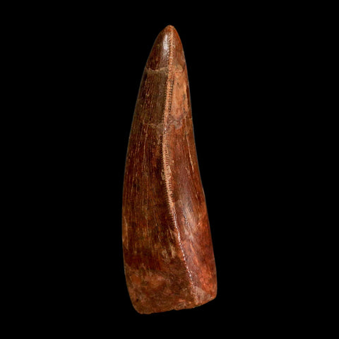 2.5" Carcharodontosaurus Serrated Fossil Tooth Cretaceous Theropod Dinosaur COA, Display - Fossil Age Minerals