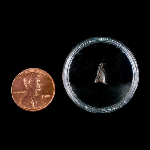 0.4" Tyrannosaur Fossil Premax Tooth Cretaceous Dinosaur Judith River FM MT COA