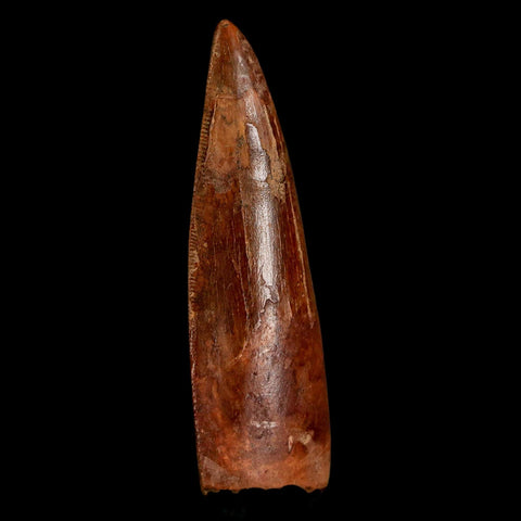2.5" Carcharodontosaurus Serrated Fossil Tooth Cretaceous Theropod Dinosaur COA, Display - Fossil Age Minerals