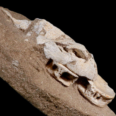 8.5" Turtle Skull Lytoloma Elegans And Shark Vertebrae Fossils In Matrix Cretaceous Stand - Fossil Age Minerals