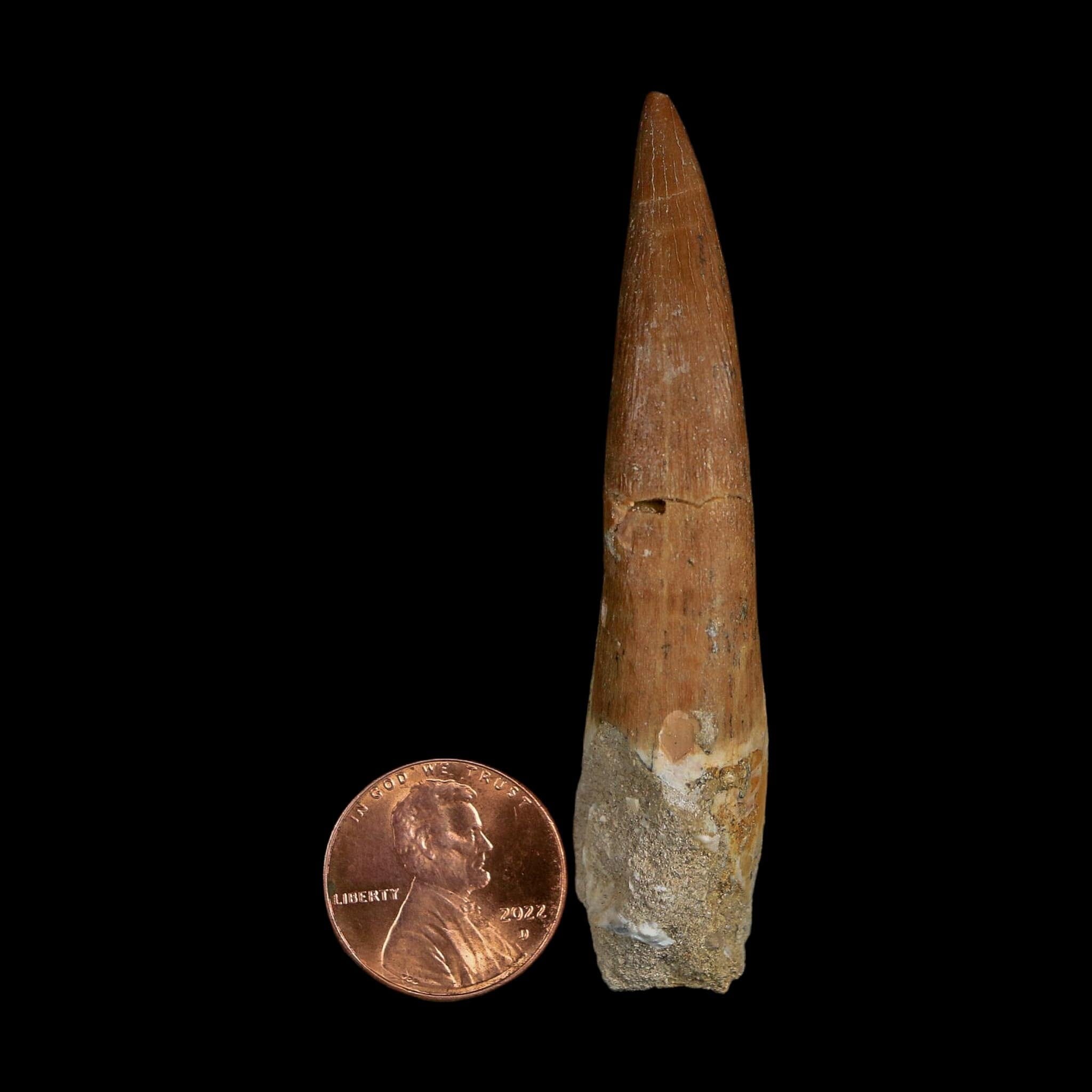 XXL 2.7" Plesiosaur Zarafasaura Tooth Fossil Cretaceous Dinosaur Era COA, Stand