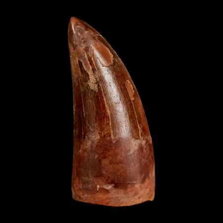 2.5" Carcharodontosaurus Serrated Fossil Tooth Cretaceous Theropod Dinosaur COA, Display