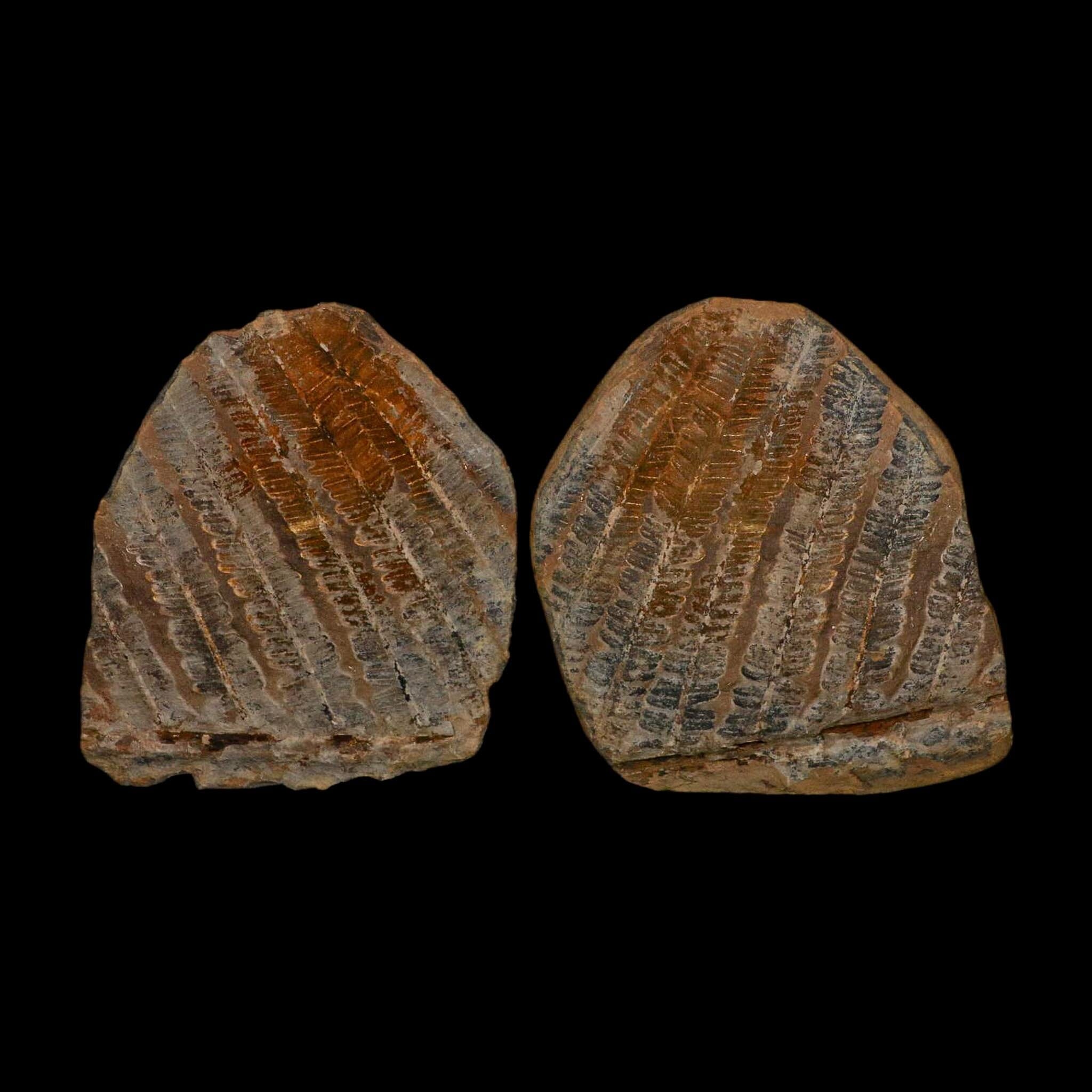 4.1" Lobatopteris Fossils Leaves Mazon Creek Nodule Pennsylvanian Age Split-Pair - Fossil Age Minerals