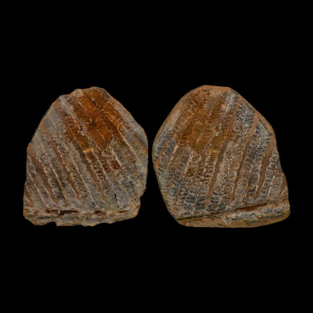 4.1" Lobatopteris Fossils Leaves Mazon Creek Nodule Pennsylvanian Age Split-Pair