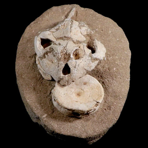 8.5" Turtle Skull Lytoloma Elegans And Shark Vertebrae Fossils In Matrix Cretaceous Stand - Fossil Age Minerals