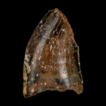 0.4" Tyrannosaur Fossil Tooth Cretaceous Dinosaur Judith River FM Montana COA