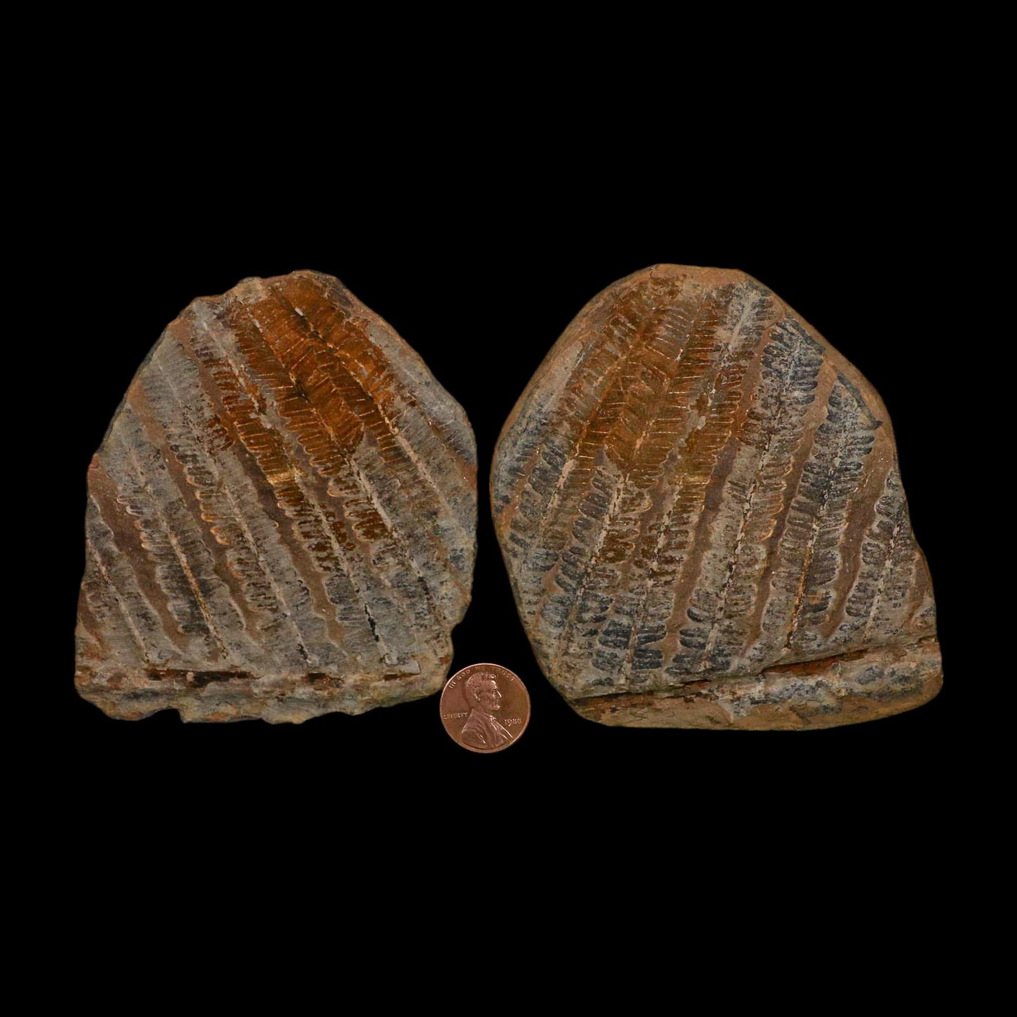 4.1" Lobatopteris Fossils Leaves Mazon Creek Nodule Pennsylvanian Age Split-Pair - Fossil Age Minerals
