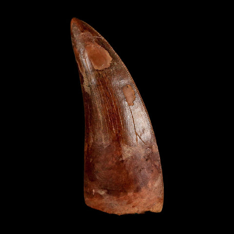 2.5" Carcharodontosaurus Serrated Fossil Tooth Cretaceous Theropod Dinosaur COA, Display - Fossil Age Minerals