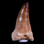 2" Mosasaur Prognathodon Fossil Tooth Cretaceous Dinosaur Era COA & Stand