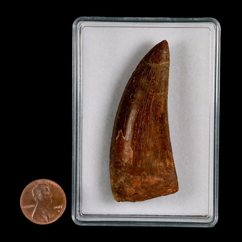 2.5" Carcharodontosaurus Serrated Fossil Tooth Cretaceous Theropod Dinosaur COA, Display - Fossil Age Minerals