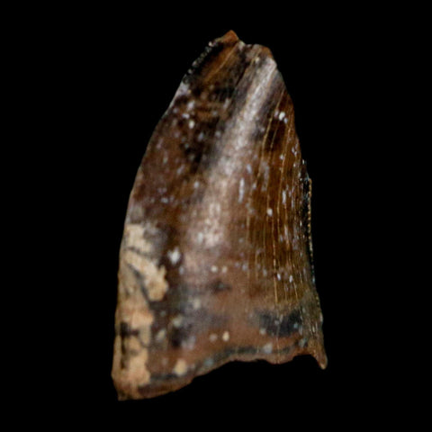 0.4" Tyrannosaur Fossil Tooth Cretaceous Dinosaur Judith River FM Montana COA