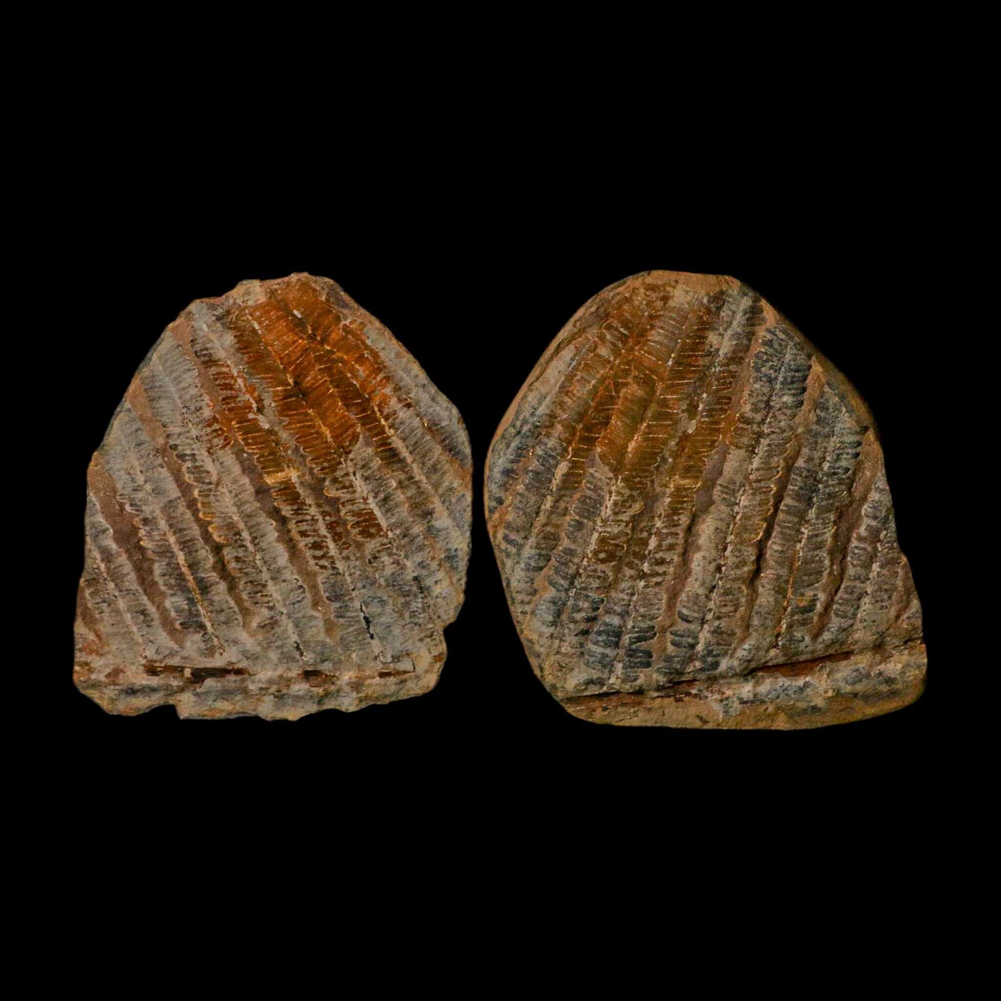 4.1" Lobatopteris Fossils Leaves Mazon Creek Nodule Pennsylvanian Age Split-Pair - Fossil Age Minerals