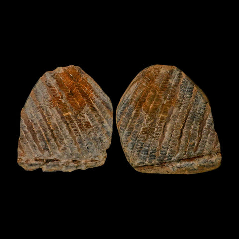 4.1" Lobatopteris Fossils Leaves Mazon Creek Nodule Pennsylvanian Age Split-Pair - Fossil Age Minerals