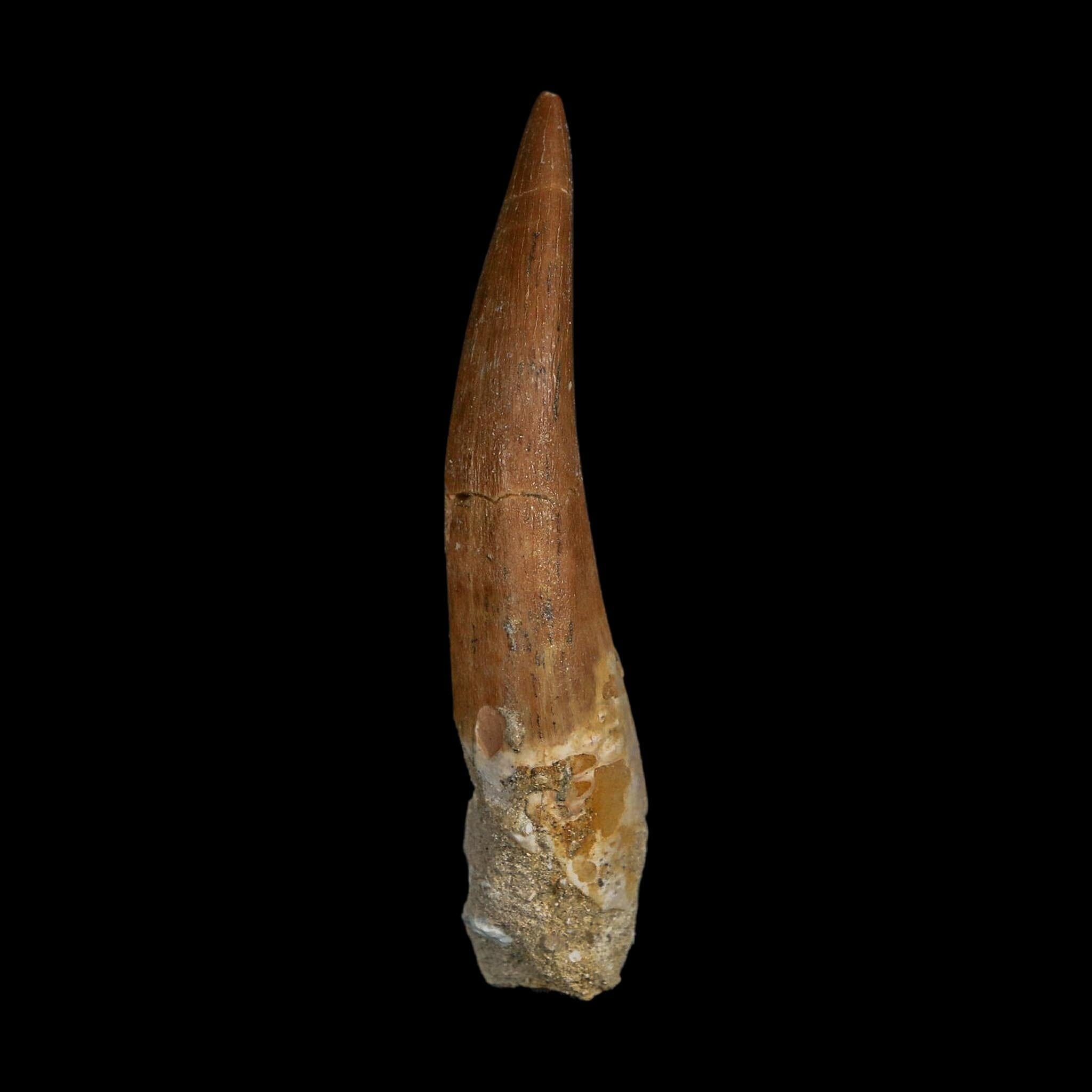 XXL 2.7" Plesiosaur Zarafasaura Tooth Fossil Cretaceous Dinosaur Era COA, Stand