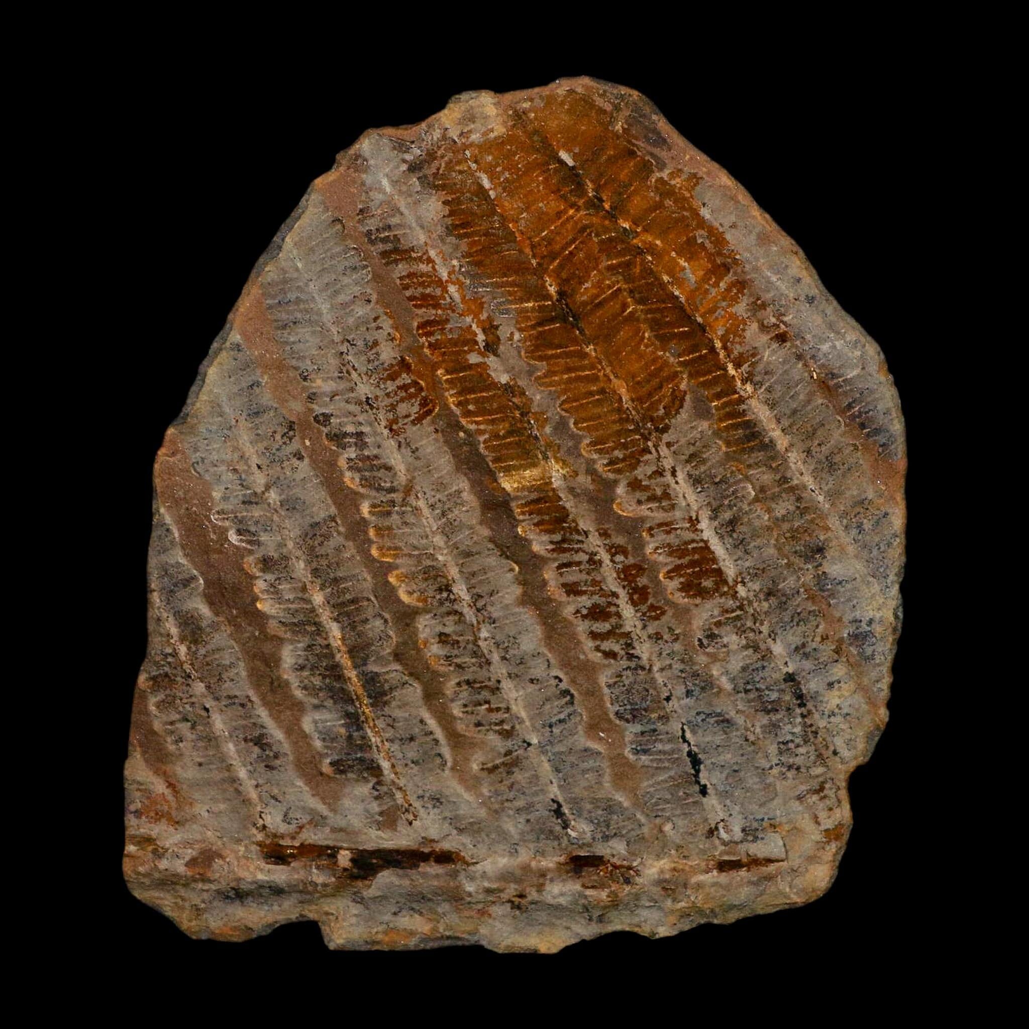 4.1" Lobatopteris Fossils Leaves Mazon Creek Nodule Pennsylvanian Age Split-Pair - Fossil Age Minerals