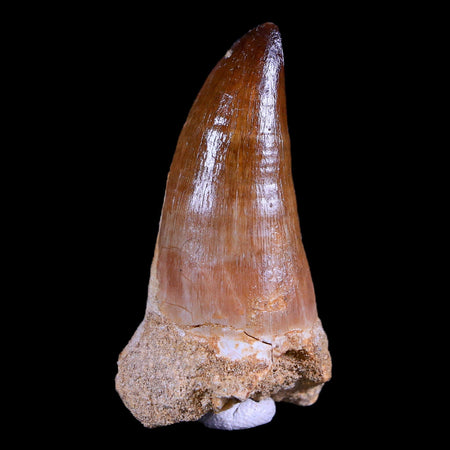 2" Mosasaur Prognathodon Fossil Tooth Cretaceous Dinosaur Era COA & Stand