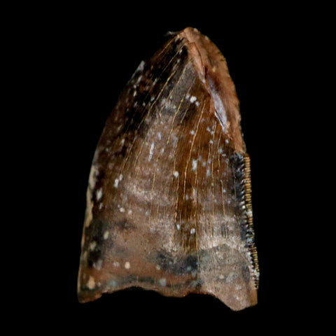 0.4" Tyrannosaur Fossil Tooth Cretaceous Dinosaur Judith River FM Montana COA