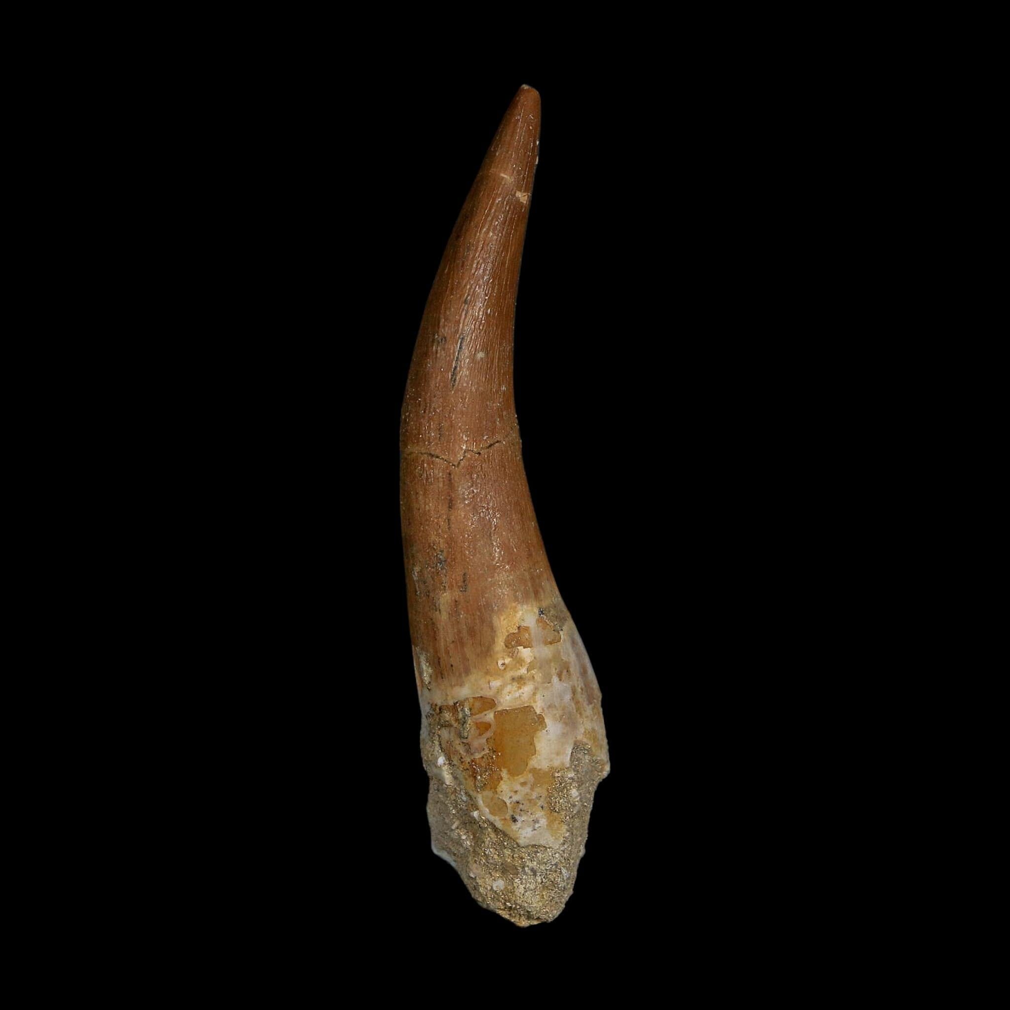 XXL 2.7" Plesiosaur Zarafasaura Tooth Fossil Cretaceous Dinosaur Era COA, Stand