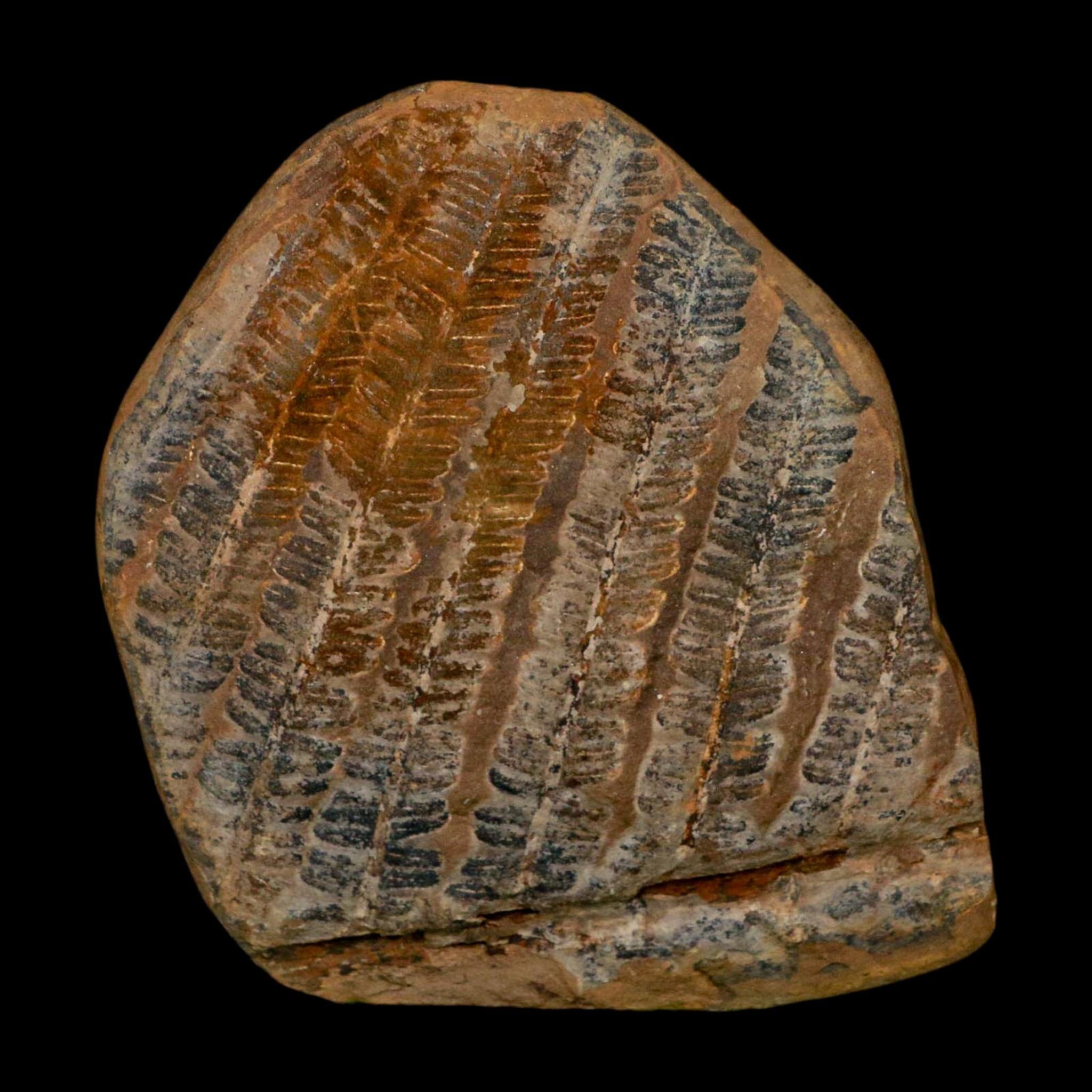 4.1" Lobatopteris Fossils Leaves Mazon Creek Nodule Pennsylvanian Age Split-Pair - Fossil Age Minerals